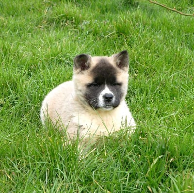 Les chiots de Akita americain