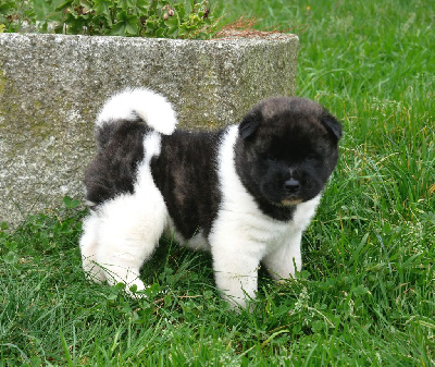 Les chiots de Akita americain