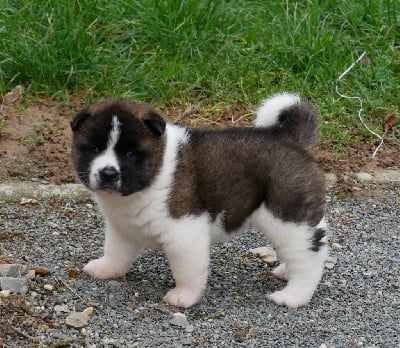 Les chiots de Akita americain