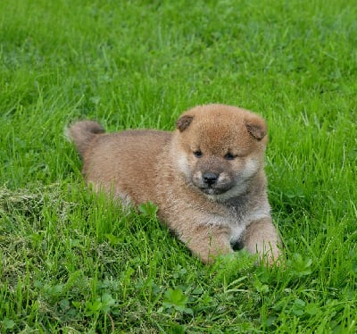 Les chiots de Shiba