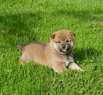 Les chiots de Shiba