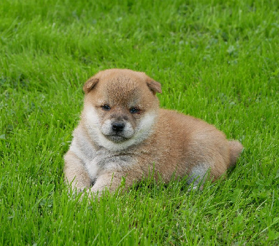 Les chiots de Shiba