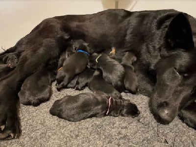 Les chiots de Berger Allemand