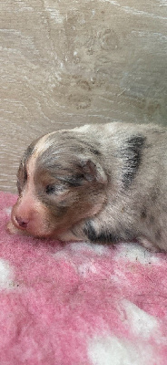 Les chiots de Berger Australien