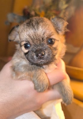 Les chiots de Chihuahua