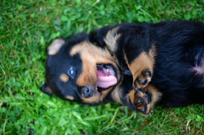 Les chiots de Rottweiler