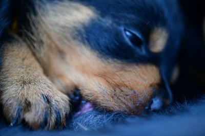 Les chiots de Rottweiler