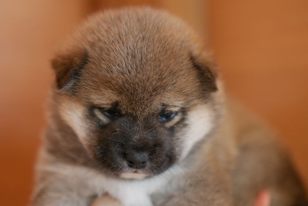 CHIOT 2 - Shiba