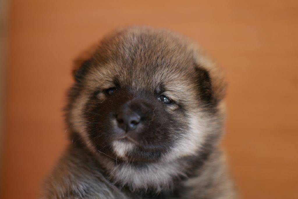 CHIOT 1 - Shiba