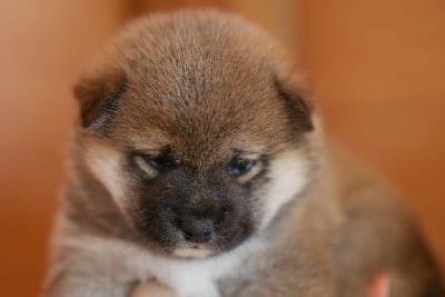 Les chiots de Shiba