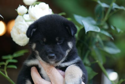 CHIOT 2 - Shiba