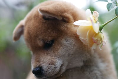 Les chiots de Shiba