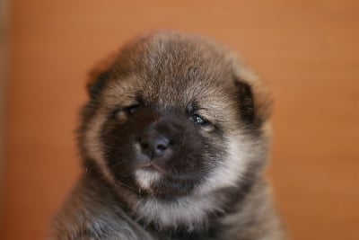 CHIOT 1 - Shiba