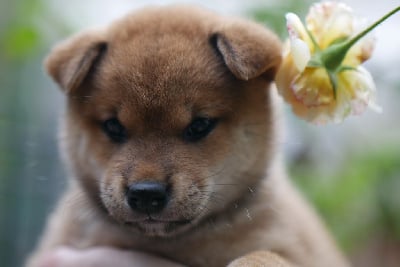 Les chiots de Shiba