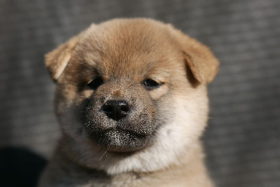 Les chiots de Shiba