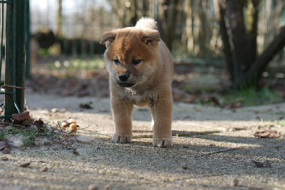 Les chiots de Shiba