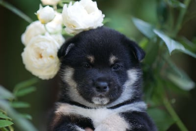 CHIOT 3 - Shiba