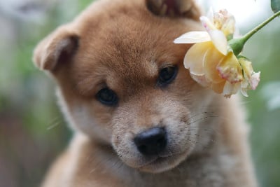 Les chiots de Shiba