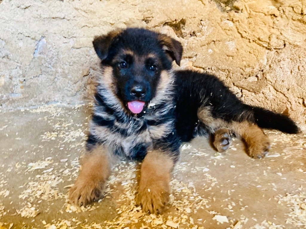 CHIOT 6 - Berger Allemand