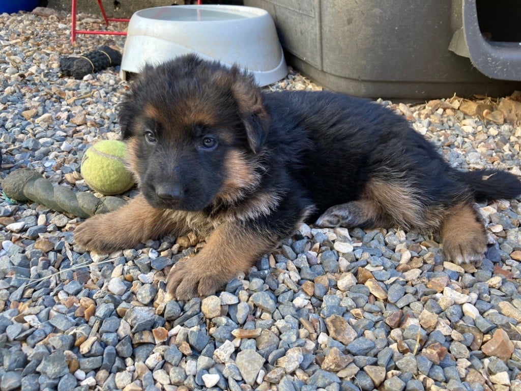 CHIOT 8 - Berger Allemand