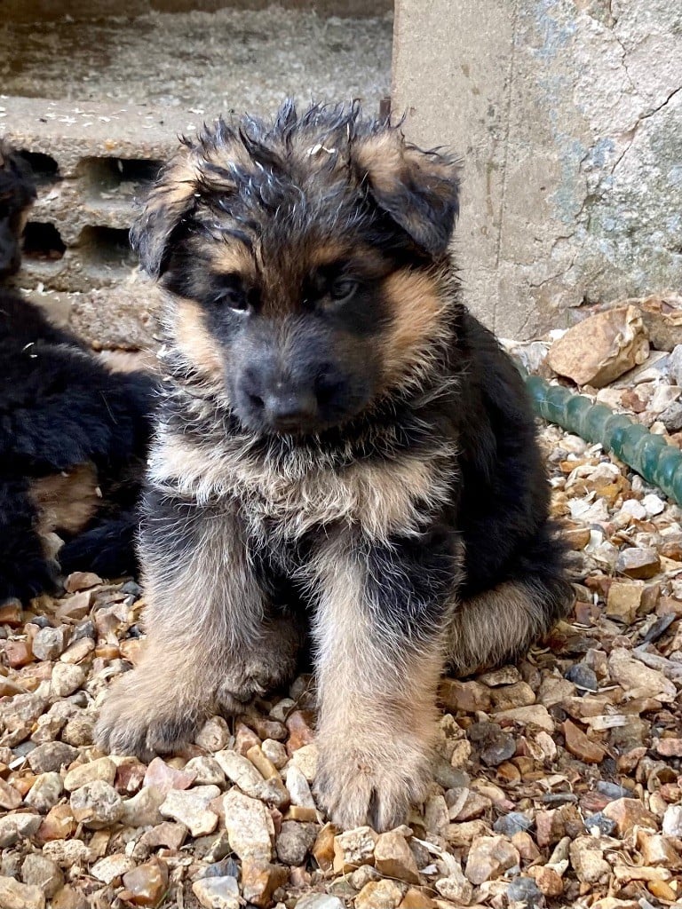 CHIOT 5 - Berger Allemand