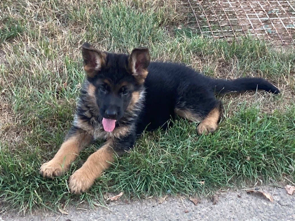 CHIOT 1 - Berger Allemand