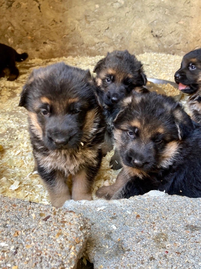 CHIOT 2 - Berger Allemand