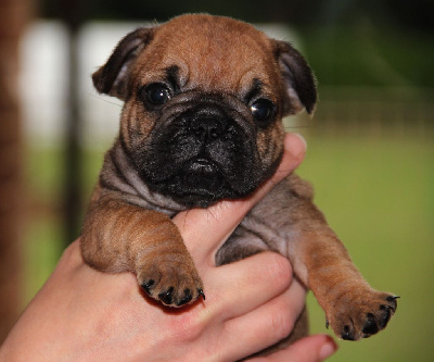 Les chiots de Bouledogue français