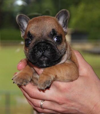 Les chiots de Bouledogue français