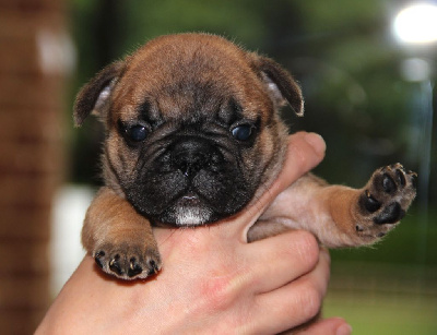 Les chiots de Bouledogue français