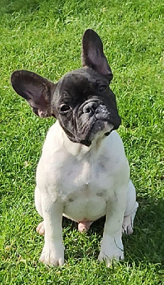 Les chiots de Bouledogue français