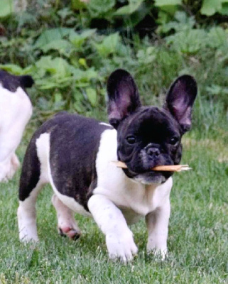 Les chiots de Bouledogue français