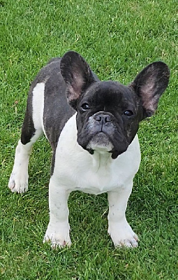 Les chiots de Bouledogue français