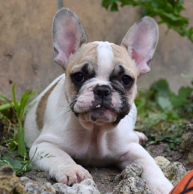 Les chiots de Bouledogue français