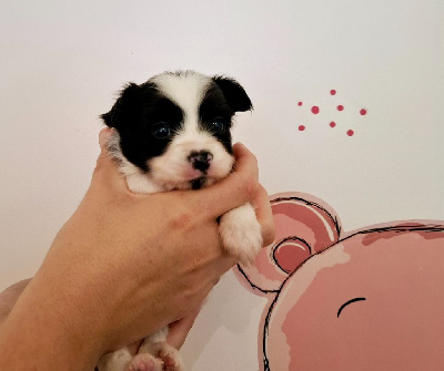 Les chiots de Epagneul nain Continental (Papillon)