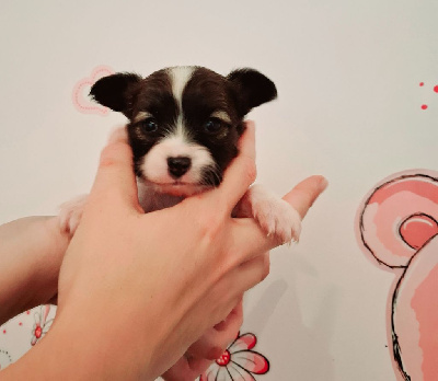 Les chiots de Epagneul nain Continental (Papillon)