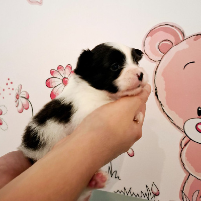 Les chiots de Epagneul nain Continental (Papillon)