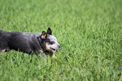 Les chiots de Bouvier australien