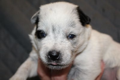 Les chiots de Bouvier australien