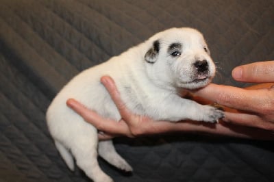 Les chiots de Bouvier australien