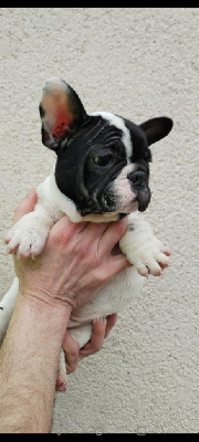 Les chiots de Bouledogue français