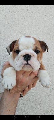 Les chiots de Bulldog Anglais