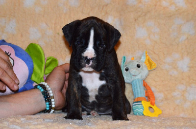 Les chiots de Boxer