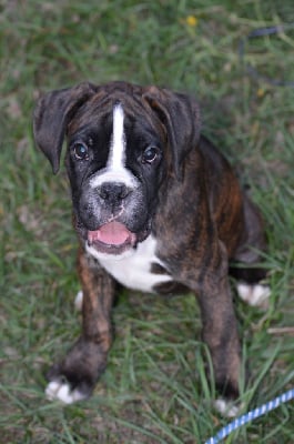 Les chiots de Boxer