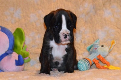 Les chiots de Boxer