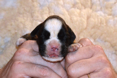 Les chiots de Boxer