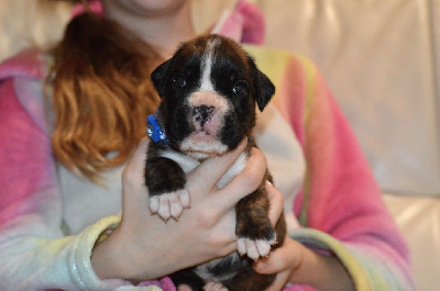 Les chiots de Boxer