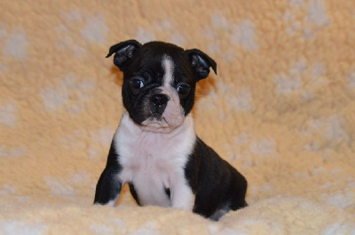 Les chiots de Boston Terrier