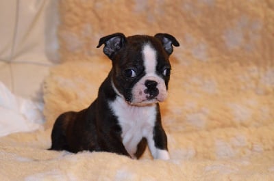 Les chiots de Boston Terrier