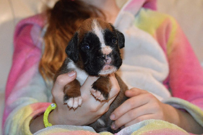 Les chiots de Boxer